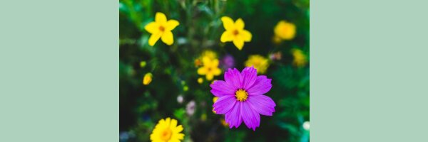 Blumen