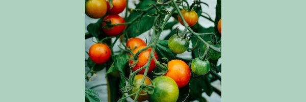 Tomaten
