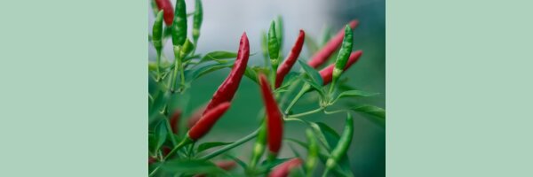 Paprika und Chili