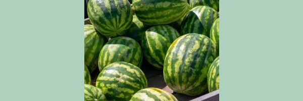 Melonen