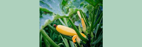Kürbis & Zucchini