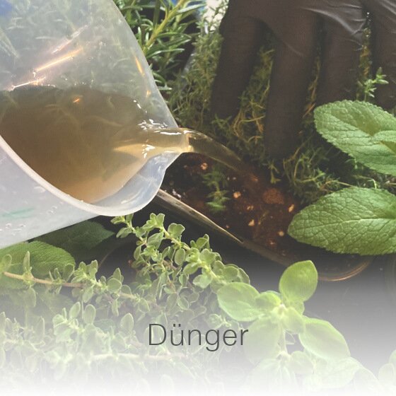 Düngerlösung wird mit einer Kanne in Salatbeet gegossen