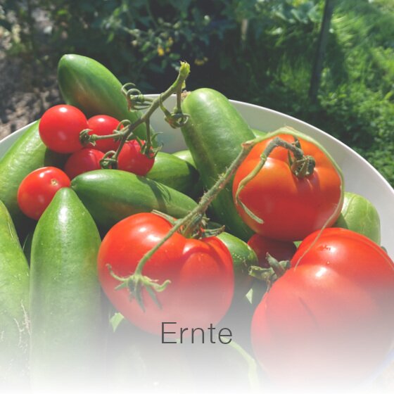 Tomaten und Gurken in einer Schale