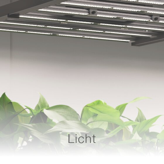LED-Lampe über Zimmerpflanzen