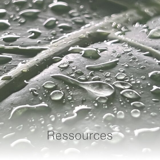 Wassertropfen auf einem Blatt in Nahaufnahme