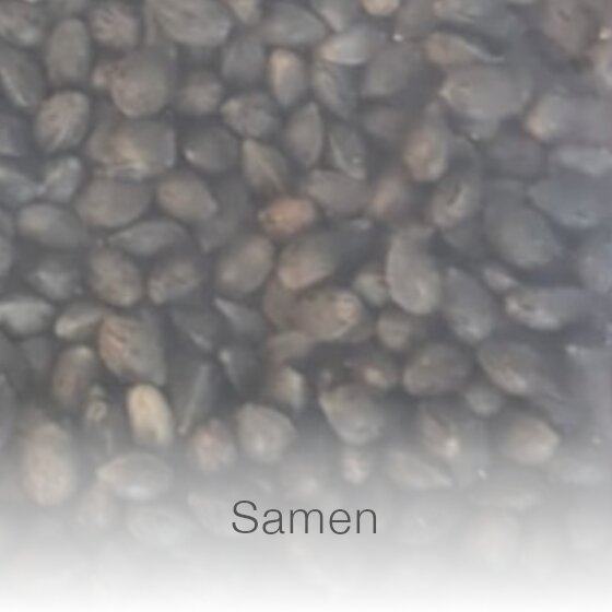 Großaufnahme von dunklen Samen