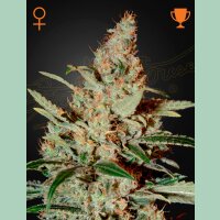 Green House Seed Co. Chemdog Fem. 3St.