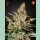 Green House Seed Co. Chemdog Fem. 3St.