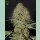 Green House Seed Co. Super Bud Auto Fem. 3St.