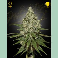 Green House Seed Co. Super Lemon Haze Fem. 3St.