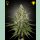 Green House Seed Co. Super Lemon Haze Fem. 3St.
