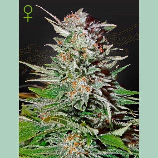 Green House Seed Co. Super Lemon Haze Auto Fem. 3St.