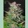 Green House Seed Co. Super Lemon Haze Auto Fem. 3St.