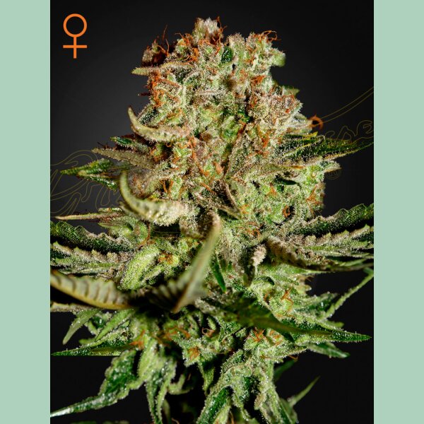 Green House Seed Co. Super Bud Fem. 3St