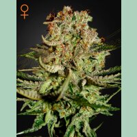 Green House Seed Co. Super Bud Fem. 3St