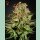 Green House Seed Co. Super Bud Fem. 3St