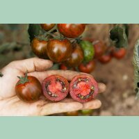 Cocktailtomate Zebranelle (ehemals T54)
