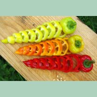 Paprika Roter Augsburger