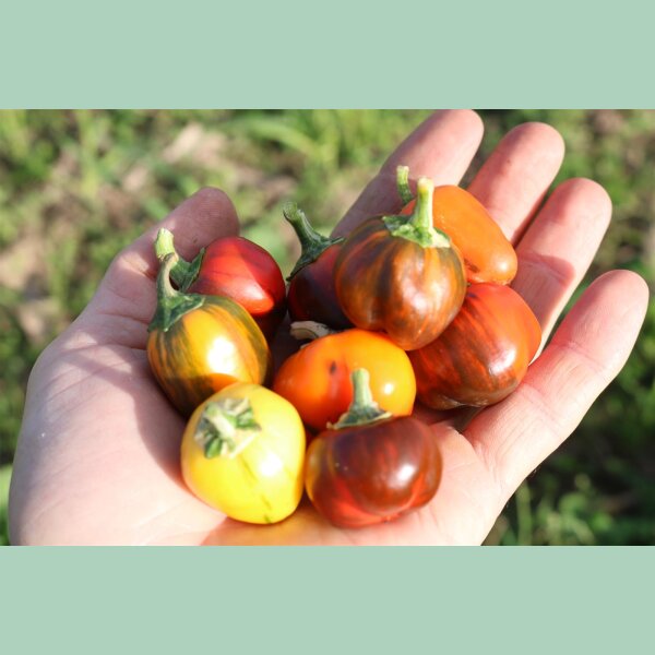 Paprika CA44 (Madame Paraplü)