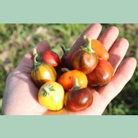 Paprika CA44 (Madame Paraplü)