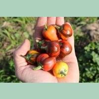 Paprika CA44 (Madame Paraplü)