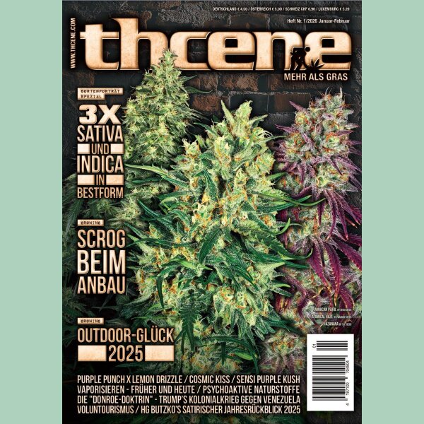THCENE Magazin