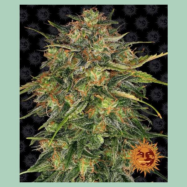 Barneys Farm Cheese Fem. 3St.