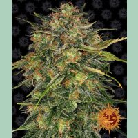 Barneys Farm Cheese Fem. 3St.