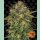 Barneys Farm Cheese Fem. 3St.