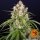 Barneys Farm Wedding Cake Auto Fem. 3St.