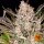 Barneys Farm Gorilla Zkittlez Auto Fem. 3St.