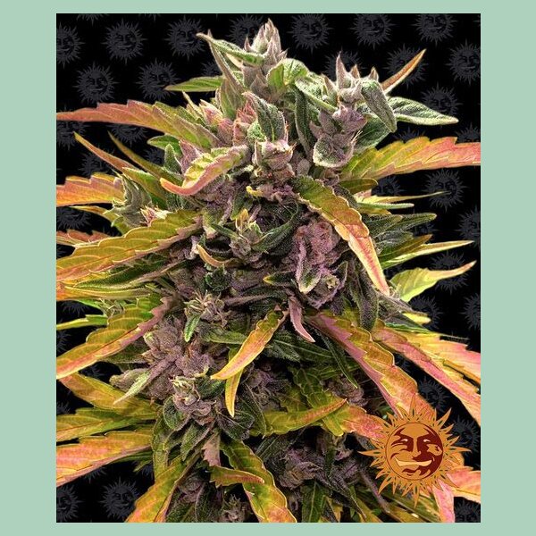 Barneys Farm Gorilla Glue Auto Fem. 3St.