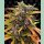 Barneys Farm Gorilla Glue Auto Fem. 3St.