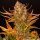 Barneys Farm Do-Si-Dos Auto Fem. 3St.
