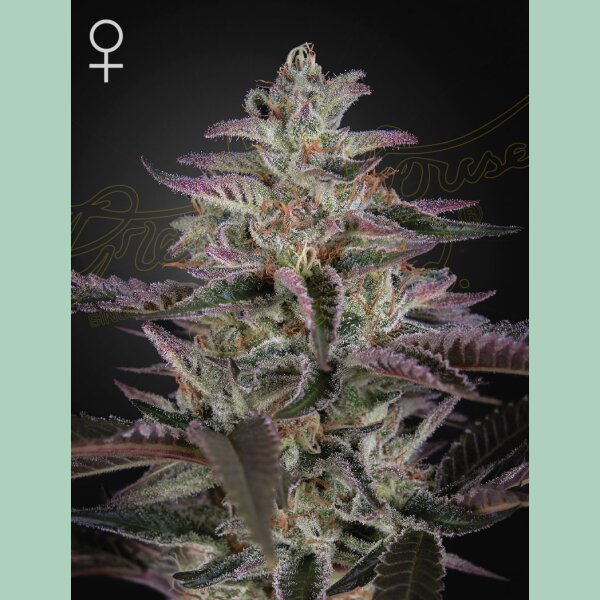 Green House Seed Co. Banana Krumble Fem. 3St.