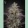 Green House Seed Co. Banana Krumble Fem. 3St.