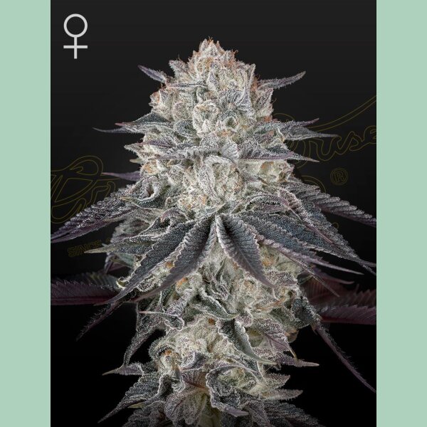 Green House Seed Co. Fullgas Fem. 3St.