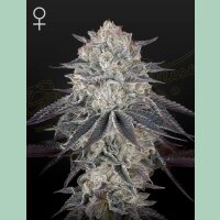 Green House Seed Co. Fullgas Fem. 3St.