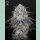 Green House Seed Co. Fullgas Fem. 3St.