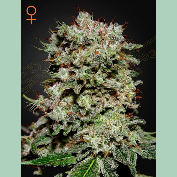 Green House Seed Co. Kalashnikova Fem. 3St.