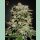 Green House Seed Co. Kalashnikova Fem. 3St.