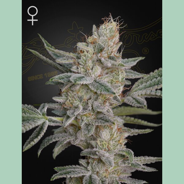 Green House Seed Co. Super Lemon Haze x RS11 Fem. 3St.