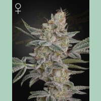 Green House Seed Co. Super Lemon Haze x RS11 Fem. 3St.