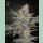 Green House Seed Co. Super Lemon Haze x RS11 Fem. 3St.