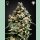 Green House Seed Co. Jack Herer Fem. 3St.