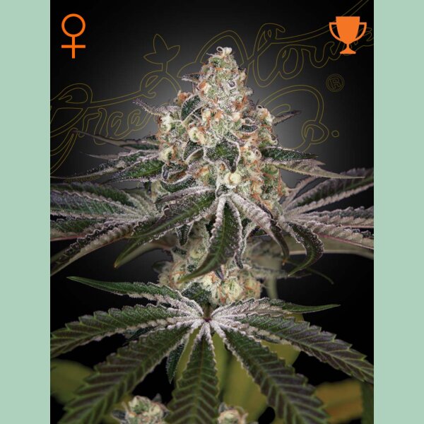 Green House Seed Co. White Widow Fem. 3St.