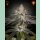 Green House Seed Co. White Widow Fem. 3St.