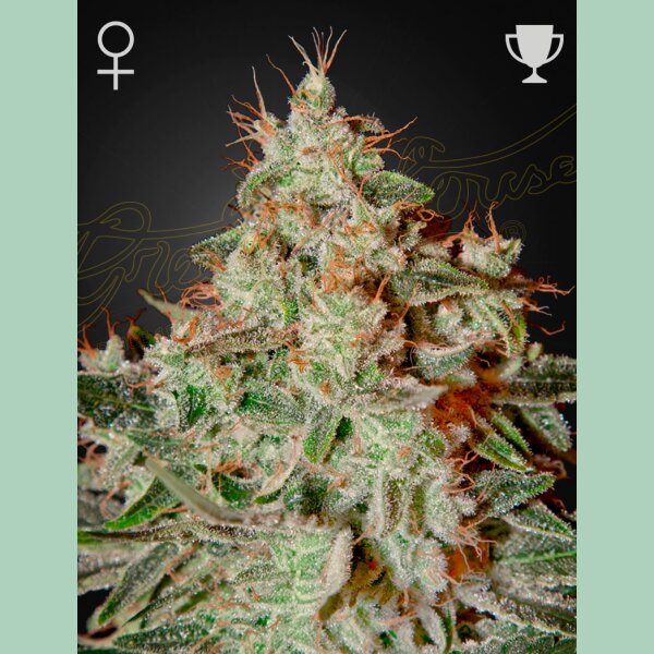 Green House Seed Co. Lemon Skunk Fem. 3St.