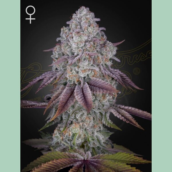 Green House Seed Co. Persian Pie Fem. 3St.