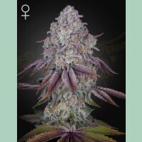 Green House Seed Co. Persian Pie Fem. 3St.